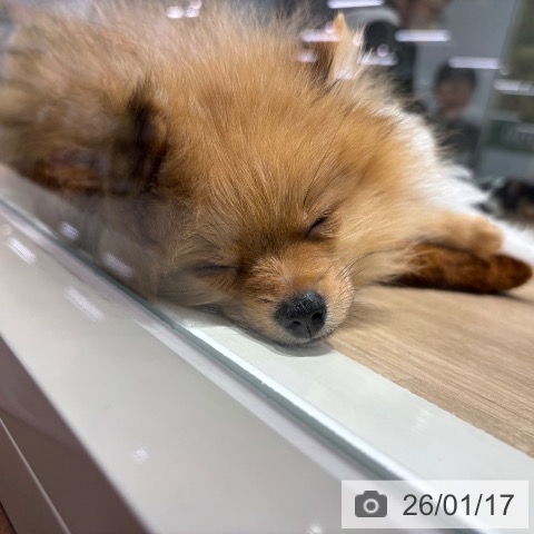 千葉県のポメラニアン (ペットプラス 木更津店/2025年10月12日生まれ/女の子/オレンジ)の子犬の4枚目の画像