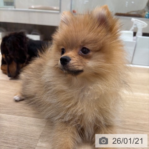 千葉県のポメラニアン (ペットプラス 木更津店/2025年10月12日生まれ/女の子/オレンジ)の子犬の4枚目の画像