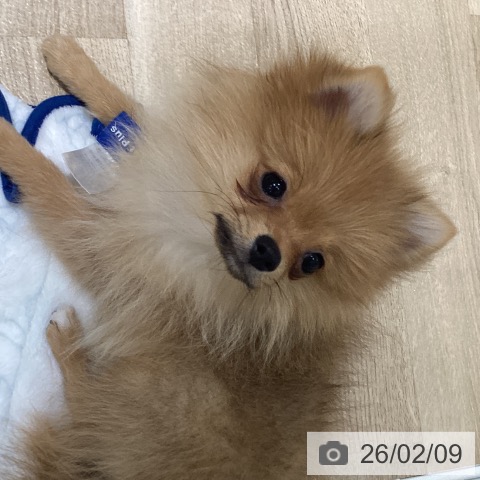 千葉県のポメラニアン (ペットプラス 木更津店/2025年10月12日生まれ/女の子/オレンジ)の子犬の4枚目の画像
