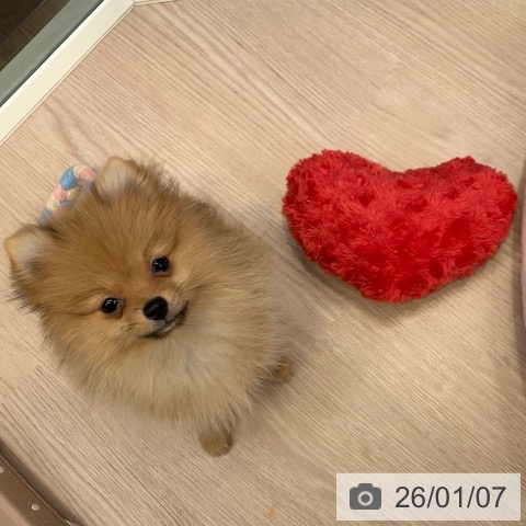 千葉県のポメラニアン (ペットプラス 幕張新都心店/2025年10月12日生まれ/女の子/オレンジ)の子犬の3枚目の画像