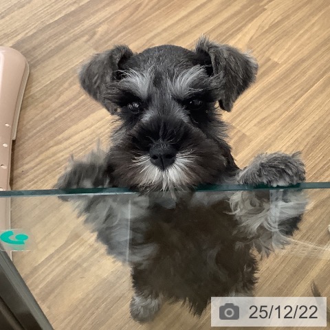 茨城県のミニチュアシュナウザー (ペッツワン 阿見店/2025年10月11日生まれ/女の子/ソルトペッパー)の子犬の3枚目の画像