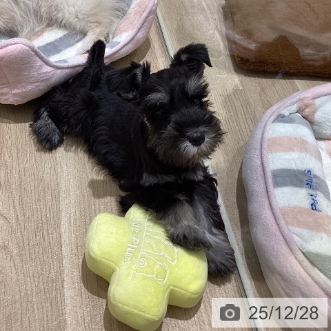 宮城県のミニチュアシュナウザー (ペットプラス 仙台上杉店/2025年10月11日生まれ/女の子/ブラックシルバー)の子犬の4枚目の画像