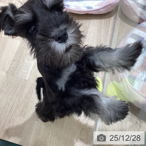 宮城県のミニチュアシュナウザー (ペットプラス 仙台上杉店/2025年10月11日生まれ/女の子/ブラックシルバー)の子犬の3枚目の画像