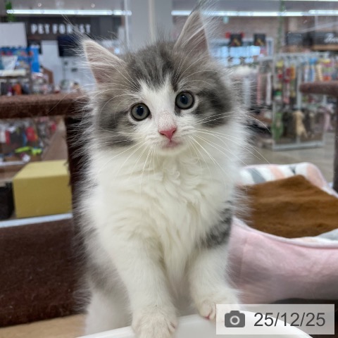 神奈川県のノルウェージャンフォレストキャット (ペットプラス 相模原並木店/2025年10月10日生まれ/男の子/ブルーマッカレルタビーホワイト)の子猫の4枚目の画像