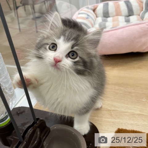 神奈川県のノルウェージャンフォレストキャット (ペットプラス 相模原並木店/2025年10月10日生まれ/男の子/ブルーマッカレルタビーホワイト)の子猫の3枚目の画像