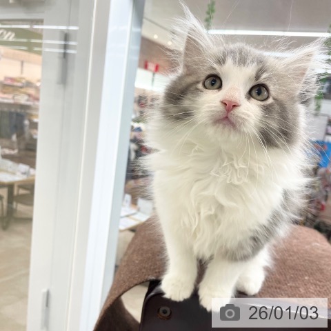 神奈川県のノルウェージャンフォレストキャット (ペットプラス 相模原並木店/2025年10月10日生まれ/男の子/ブルーマッカレルタビーホワイト)の子猫の3枚目の画像