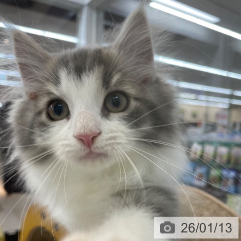 神奈川県のノルウェージャンフォレストキャット (ペットプラス 相模原並木店/2025年10月10日生まれ/男の子/ブルーマッカレルタビーホワイト)の子猫の3枚目の画像