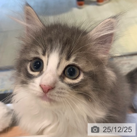 東京都のノルウェージャンフォレストキャット (ペットプラス アクアシティお台場店/2025年10月10日生まれ/女の子/ブルーマッカレルタビーホワイト)の子猫の4枚目の画像
