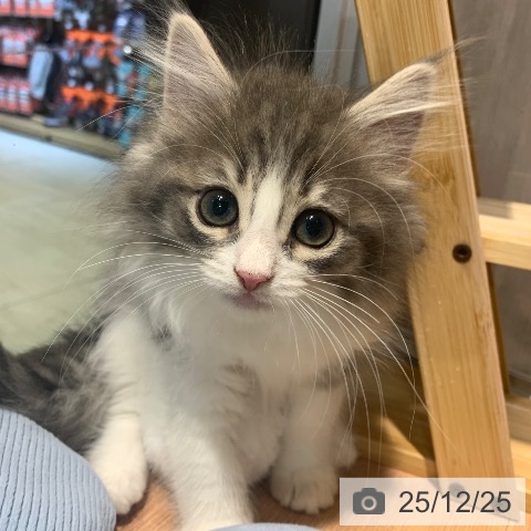 東京都のノルウェージャンフォレストキャット (ペットプラス アクアシティお台場店/2025年10月10日生まれ/女の子/ブルーマッカレルタビーホワイト)の子猫の3枚目の画像