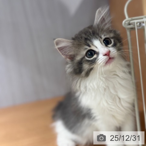 東京都のノルウェージャンフォレストキャット (ペットプラス アクアシティお台場店/2025年10月10日生まれ/女の子/ブルーマッカレルタビーホワイト)の子猫の3枚目の画像