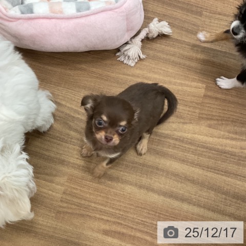 茨城県のチワワ(ロング) (ペッツワン 古河店/2025年10月15日生まれ/女の子/チョコレートタン)の子犬の4枚目の画像