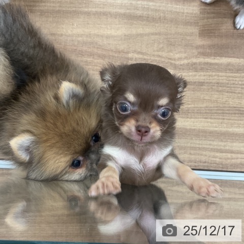 茨城県のチワワ(ロング) (ペッツワン 古河店/2025年10月15日生まれ/女の子/チョコレートタン)の子犬の3枚目の画像