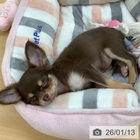 埼玉県のチワワ(ロング) (ペットプラス 羽生店/2025年10月15日生まれ/女の子/チョコレートタン)の子犬の4枚目の画像