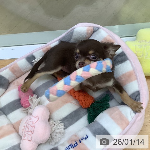 埼玉県のチワワ(ロング) (ペットプラス 羽生店/2025年10月15日生まれ/女の子/チョコレートタン)の子犬の3枚目の画像