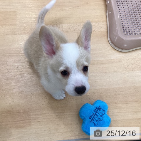 ウェルシュ・コーギー・ペンブロークの写真