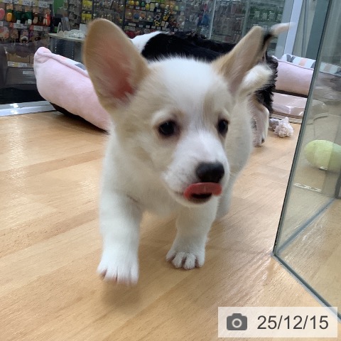 埼玉県のウェルシュコーギーペンブローク (ペットプラス 羽生店/2025年10月15日生まれ/男の子/フォーンホワイト)の子犬の3枚目の画像