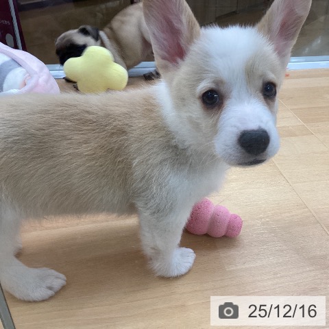 ウェルシュ・コーギー・ペンブロークの写真