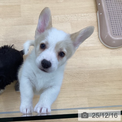 ウェルシュ・コーギー・ペンブロークの写真