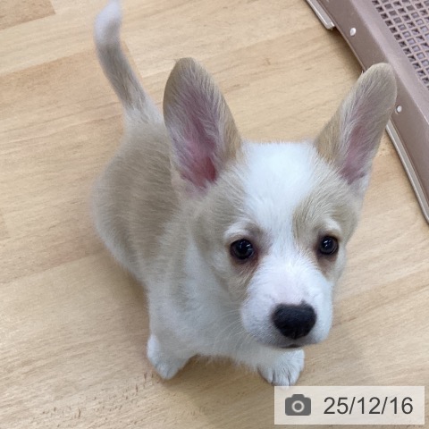 ウェルシュ・コーギー・ペンブロークの写真