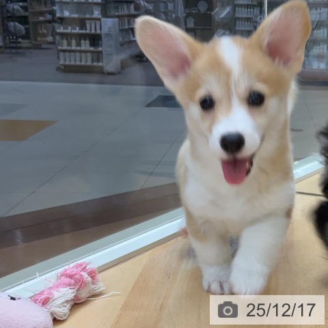 埼玉県のウェルシュコーギーペンブローク (ペットプラス 浦和美園店/2025年10月15日生まれ/女の子/レッドホワイト)の子犬の4枚目の画像