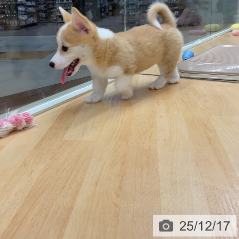 埼玉県のウェルシュコーギーペンブローク (ペットプラス 浦和美園店/2025年10月15日生まれ/女の子/レッドホワイト)の子犬の3枚目の画像