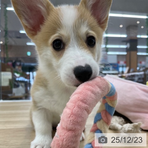 神奈川県のウェルシュコーギーペンブローク (ペットプラス 相模原並木店/2025年10月15日生まれ/女の子/レッドホワイト)の子犬の3枚目の画像