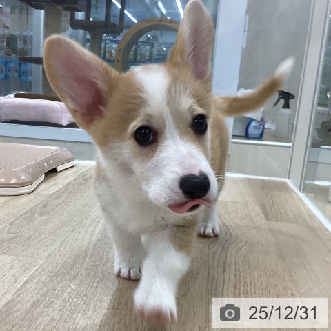 神奈川県のウェルシュコーギーペンブローク (ペットプラス 相模原並木店/2025年10月15日生まれ/女の子/レッドホワイト)の子犬の3枚目の画像