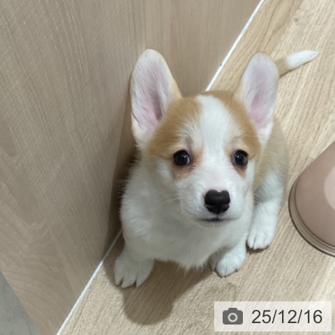 ウェルシュ・コーギー・ペンブロークの写真