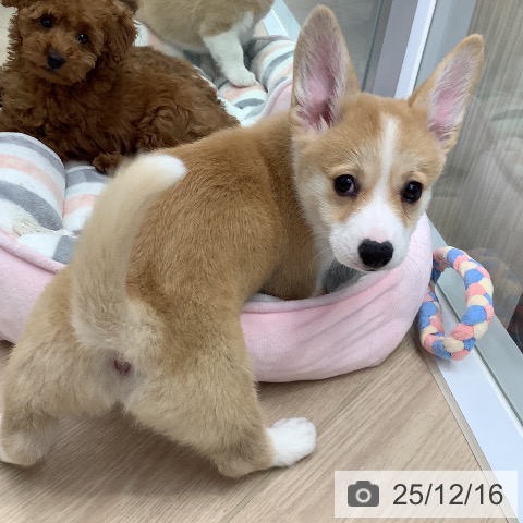 ウェルシュ・コーギー・ペンブロークの写真