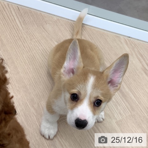 ウェルシュ・コーギー・ペンブロークの写真