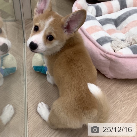 ウェルシュ・コーギー・ペンブロークの写真