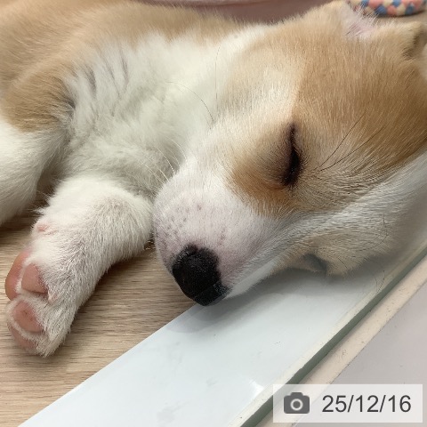 ウェルシュ・コーギー・ペンブロークの写真