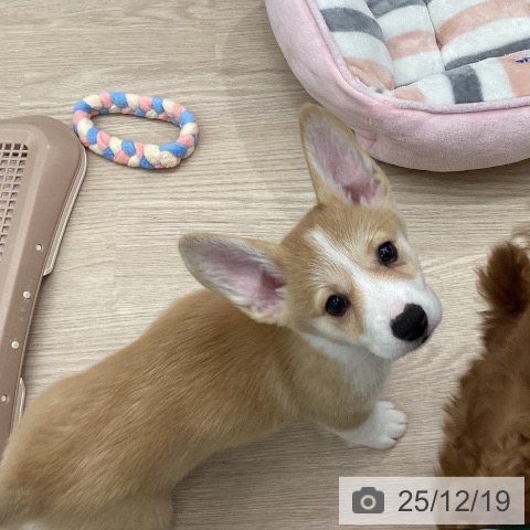 埼玉県のウェルシュコーギーペンブローク (ペットプラス 川口店/2025年10月15日生まれ/女の子/レッドホワイト)の子犬の3枚目の画像