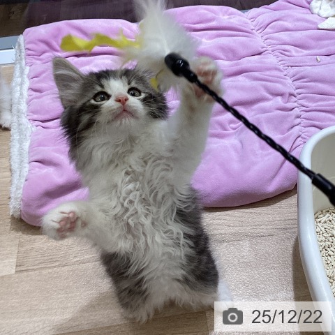 東京都のノルウェージャンフォレストキャット (ペットプラス むさし村山店/2025年10月15日生まれ/男の子/ブラウンマッカレルタビーホワイト)の子猫の4枚目の画像