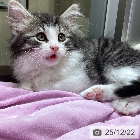 東京都のノルウェージャンフォレストキャット (ペットプラス むさし村山店/2025年10月15日生まれ/男の子/ブラウンマッカレルタビーホワイト)の子猫の3枚目の画像