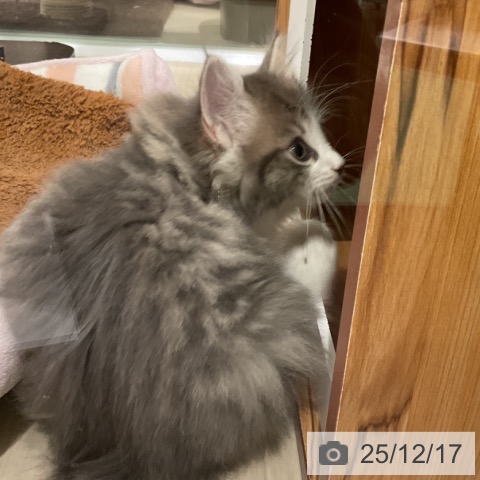 埼玉県のノルウェージャンフォレストキャット (ペットプラス 上尾店/2025年10月15日生まれ/男の子/ブルーマッカレルタビーホワイト)の子猫の4枚目の画像