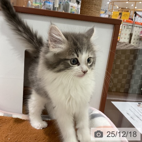 埼玉県のノルウェージャンフォレストキャット (ペットプラス 上尾店/2025年10月15日生まれ/男の子/ブルーマッカレルタビーホワイト)の子猫の4枚目の画像