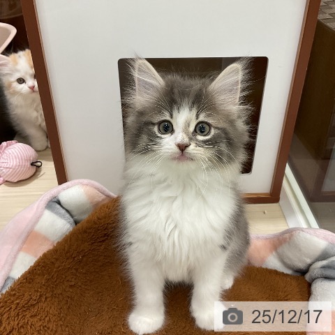 埼玉県のノルウェージャンフォレストキャット (ペットプラス 上尾店/2025年10月15日生まれ/男の子/ブルーマッカレルタビーホワイト)の子猫の3枚目の画像