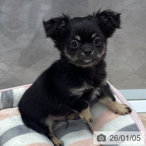 チワワ、うめ様ご確認用 うめ(犬)親管理 (@chihuahua_ume) / Posts / X