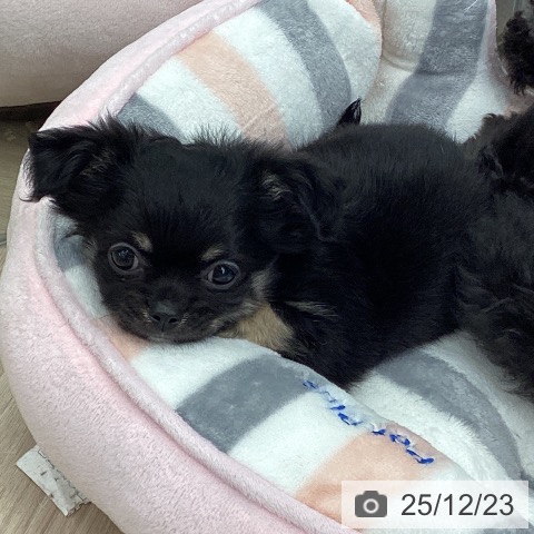 埼玉県のチワワ(ロング) (ペットプラス 川口店/2025年10月16日生まれ/男の子/ブラックタンホワイト)の子犬の4枚目の画像