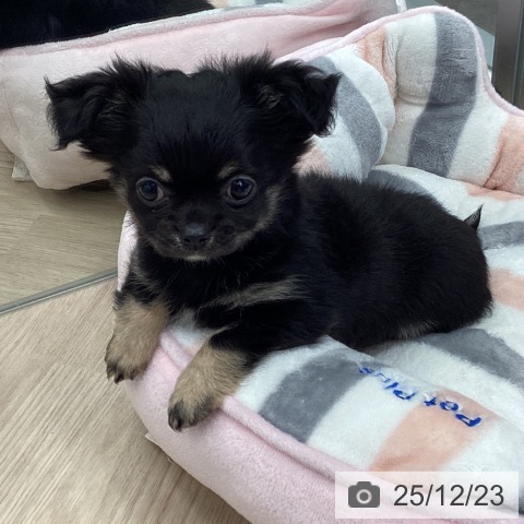 埼玉県のチワワ(ロング) (ペットプラス 川口店/2025年10月16日生まれ/男の子/ブラックタンホワイト)の子犬の3枚目の画像