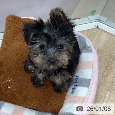 東京都のヨークシャーテリア (ペットプラス 日の出店/2025年10月15日生まれ/男の子/スチールブルータン)の子犬の4枚目の画像