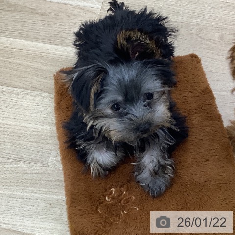 東京都のヨークシャーテリア (ペットプラス 日の出店/2025年10月15日生まれ/男の子/スチールブルータン)の子犬の4枚目の画像