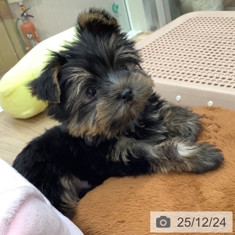 東京都のヨークシャーテリア (ペットプラス 日の出店/2025年10月15日生まれ/男の子/スチールブルータン)の子犬の3枚目の画像