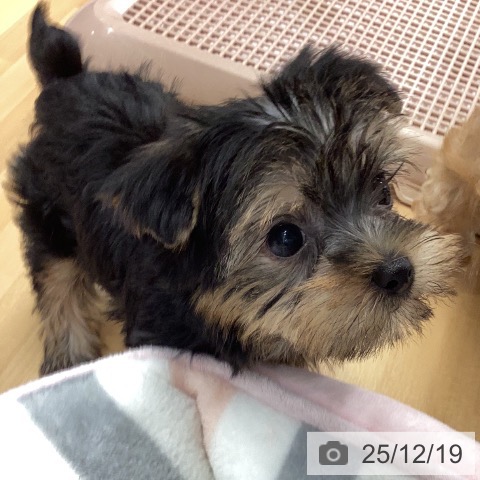 ヨークシャー・テリアの写真