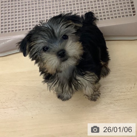 長野県のヨークシャーテリア (ペットプラス 松本店/2025年10月15日生まれ/女の子/スチールブルータン)の子犬の3枚目の画像