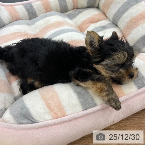 茨城県のヨークシャーテリア (ペッツワン つくば店/2025年10月15日生まれ/男の子/スチールブルータン)の子犬の4枚目の画像