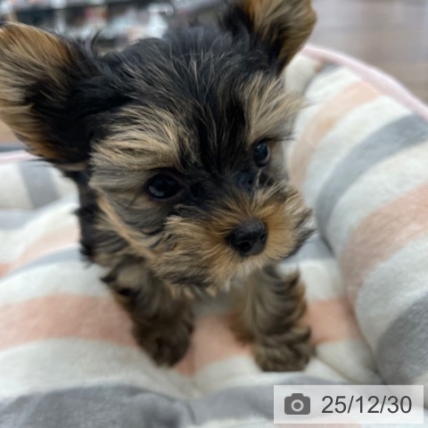 茨城県のヨークシャーテリア (ペッツワン つくば店/2025年10月15日生まれ/男の子/スチールブルータン)の子犬の3枚目の画像