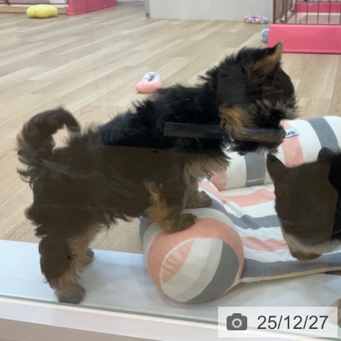 長野県のヨークシャーテリア (ペットプラス 上田店/2025年10月15日生まれ/男の子/スチールブルータン)の子犬の4枚目の画像