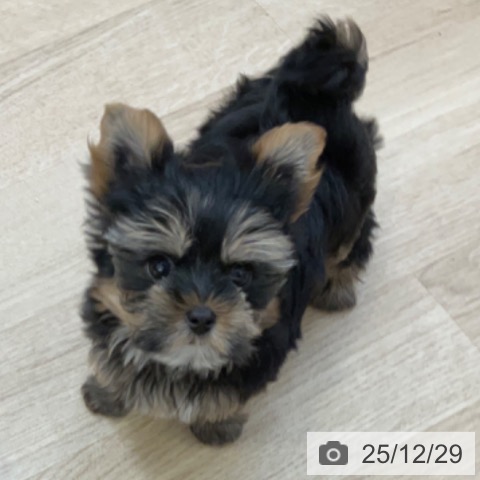 長野県のヨークシャーテリア (ペットプラス 上田店/2025年10月15日生まれ/男の子/スチールブルータン)の子犬の3枚目の画像